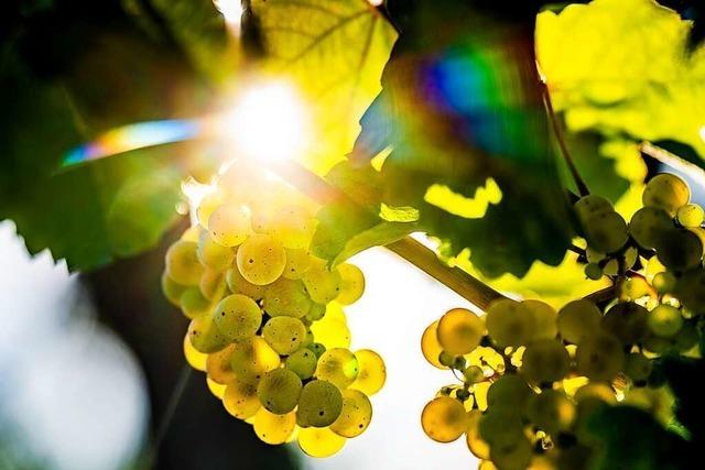 Winzer sehen Weinbau am Kaiserstuhl wegen EU-Gesetzesentwurf in Gefahr