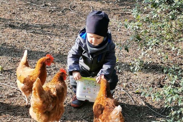Der Freundeskreis Emmaus in Oberweier sucht neue Hühnerpaten