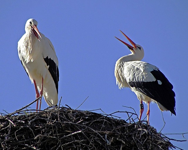 2022 waren die Friesenheimer Storchenn...setzt &#8211; nun wurden sie entfernt.  | Foto: Wolfgang Schtzle