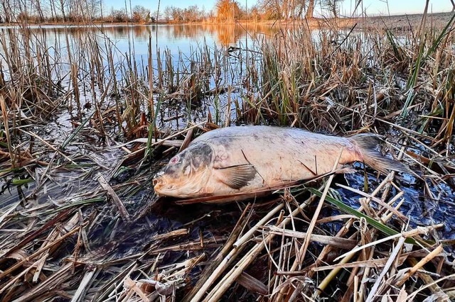 Am Krebsmhlenwinkelweiher zwischen Br... Januar Dutzende tote Fische entdeckt.  | Foto: Paul Munzinger