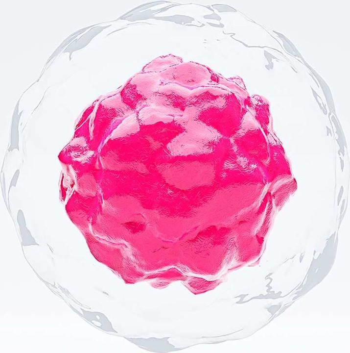 Weltweit fehlt es an Stammzellen.  | Foto: merklicht.de (stock.adobe.com)