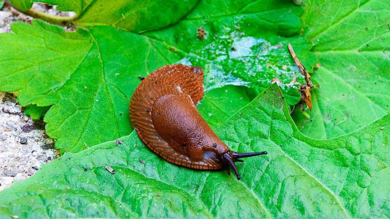 Eine Nacktschnecke zieht eine Schleims...m, was auf dem Boden ist, zu schtzen.  | Foto: Christa Lrke/prophoto24  (stock.adobe.com)