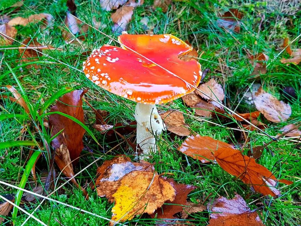 Wächst im Herbst in den feucht-wilden Wäldern am Tête Pelée: Fliegenpilz  | Foto: Claudia Füßler
