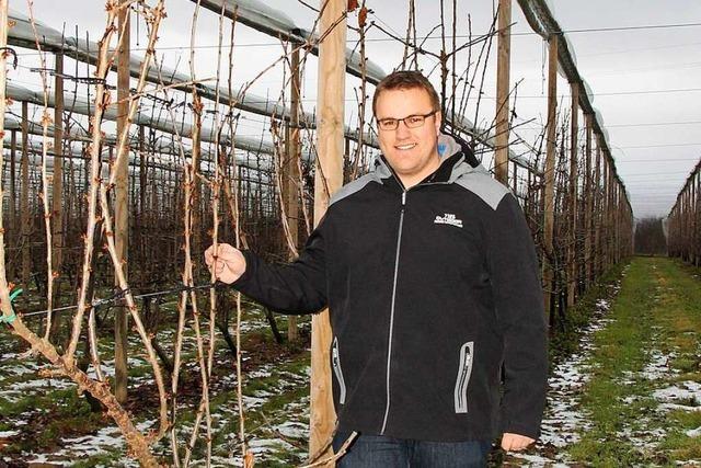 Ein Landwirt aus Huttingen hat eine innovative Anbaumethode fr Kirschen eingefhrt