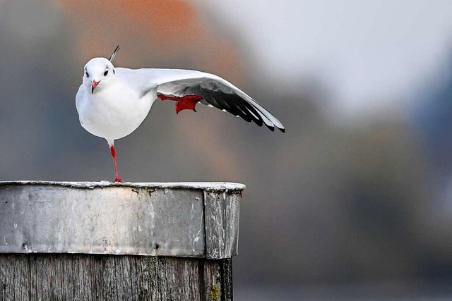 Auch Mwen knnen die Vogelgrippe bertragen.  | Foto: Felix Kstle