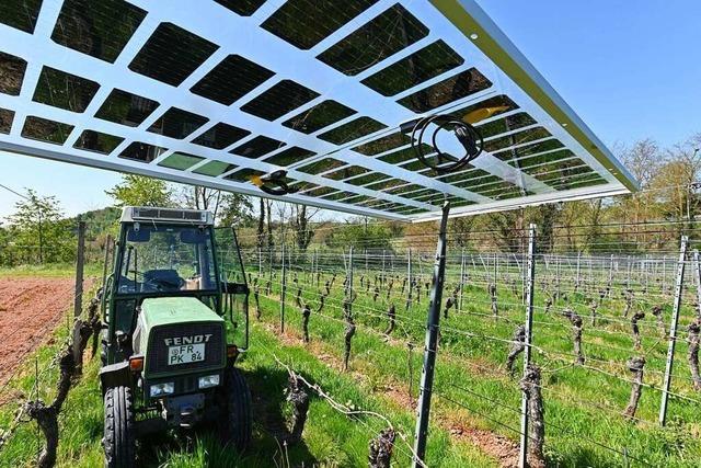 Photovoltaik-Projekte über Reben in der Region Freiburg kommen nicht voran