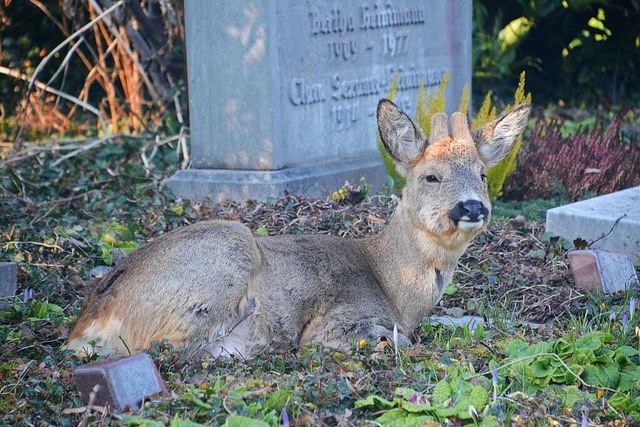 Einige Besucher finden Trost im stille...n sich ber abgefressenen Grabschmuck.  | Foto: Savera Kang