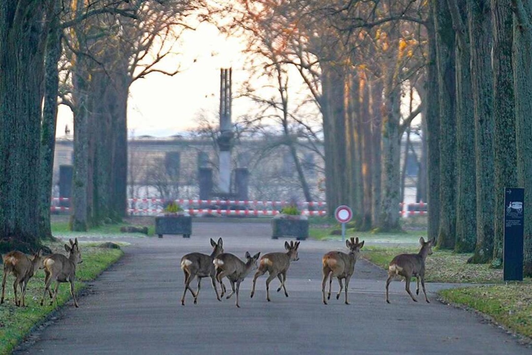 Die Rehe wurden am frhen Mittwochmorg...trieben. Elf konnten bereits umziehen.  | Foto: Fondation Franz Weber