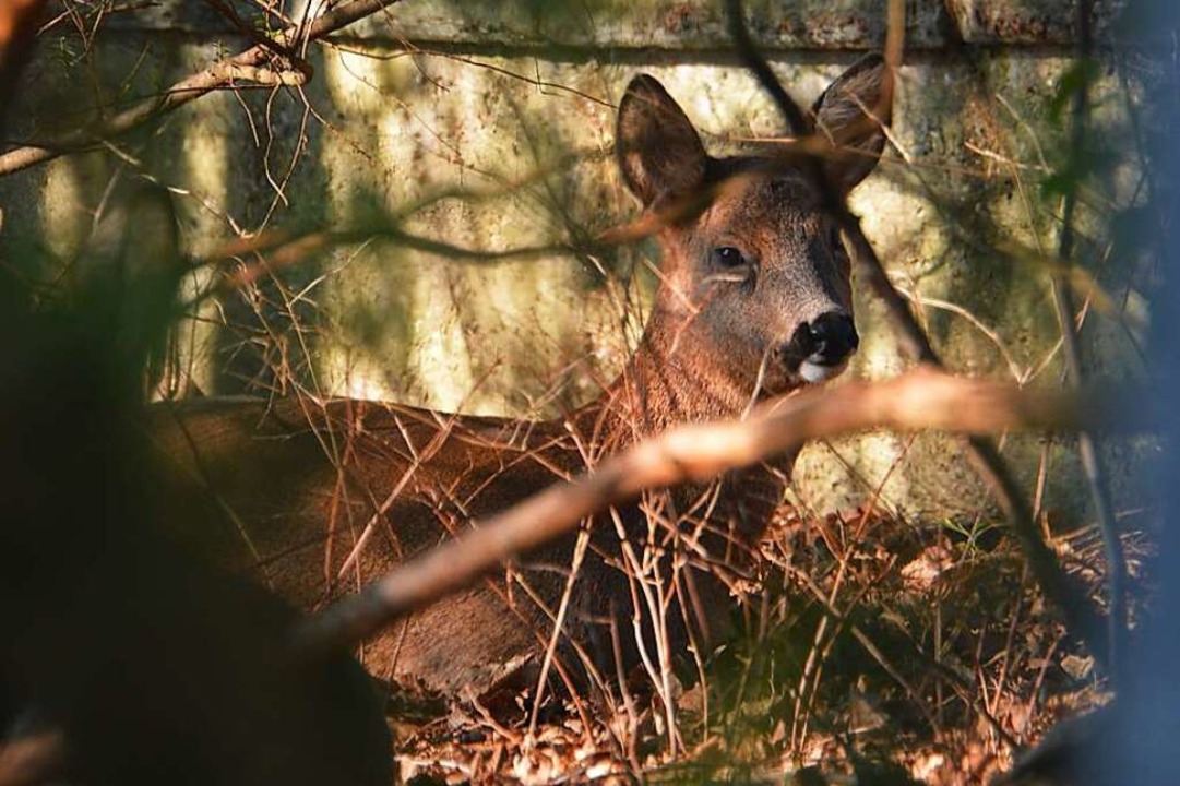 Die kleine Hirschart breitete sich auf...of unterhalb des Grenzacher Horns aus.  | Foto: Savera Kang