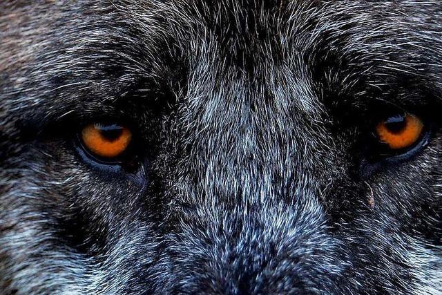 Was sagen Landespolitiker eigentlich zur Ausbreitung des Wolfes?