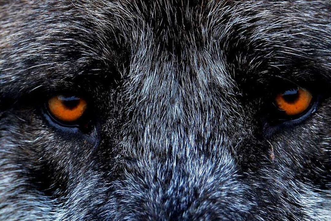 &#8222;Ich pldiere dafr, den Wolf we...ren&#8220;, sagt Reinhold Pix (Grne).  | Foto: dpa