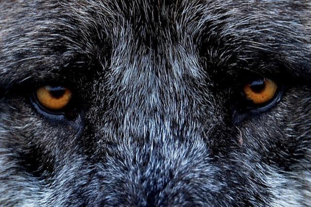 Was sagen Landespolitiker zur Ausbreitung des Wolfes?