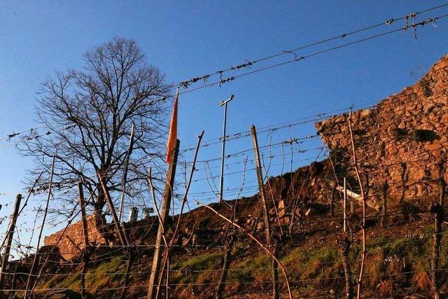 Ein 20 Meter langes Mauerstück bricht an der Schauenburgruine in Oberkirch weg