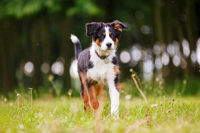 Dieser Hund geniet den Auslauf auf einer Wiese.  | Foto: Nadine Haase (stock.adobe.com)