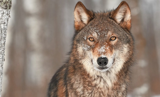Viele frchten den Wolf, andere freuen...s auch im Schwarzwald ein Rudel geben.  | Foto: Holly Kuchera (stock.adobe.com)