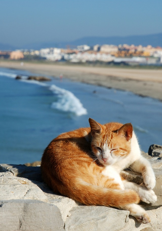 Streunende Katzen sind in Spanien knftig geschtzt.  | Foto: philipus  (stock.adobe.com)