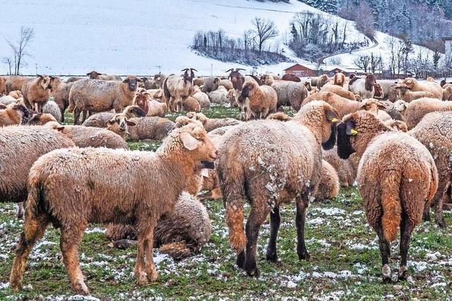 Schafzüchter im Kreis Lörrach fordern wolffreie Zonen