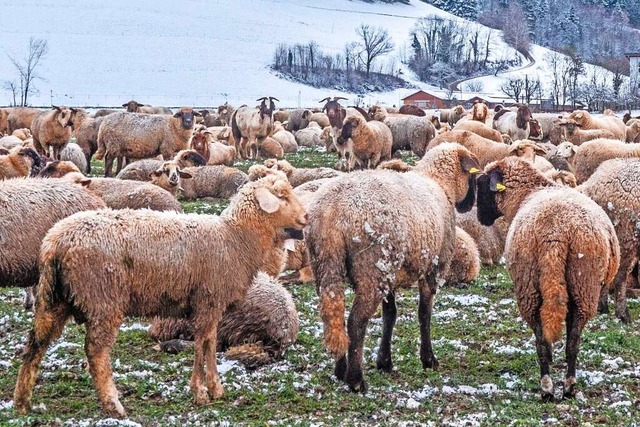 Schfer sehen ihre Herden durch Wlfe gefhrdet.  | Foto: Bernd Wehrle
