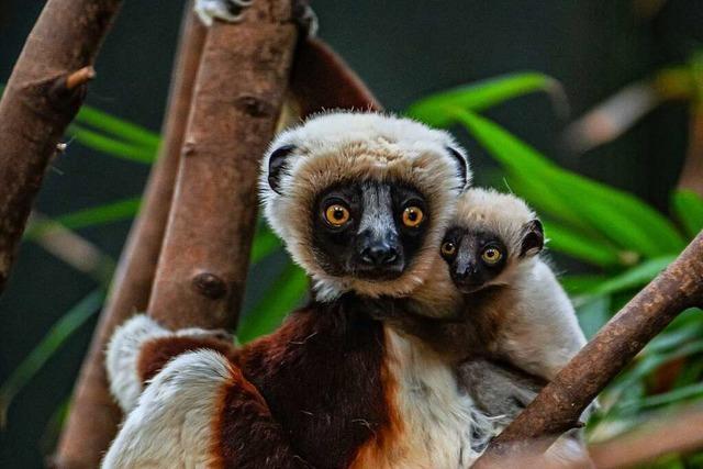 Seltene Lemuren bekommen Nachwuchs in englischem Zoo