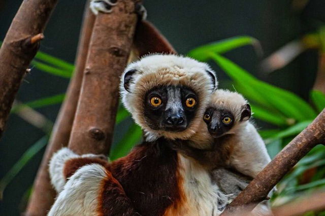 Ein Lemur klettert im Zoo mit einem Jungtier auf demRcken in einem Baum.  | Foto: --- (dpa)