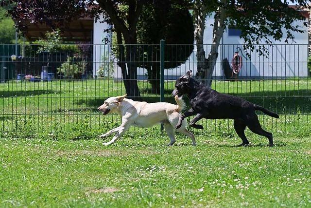 Kommt die Hundewiese in Lahr dann eben als Stadtgulden-Projekt?