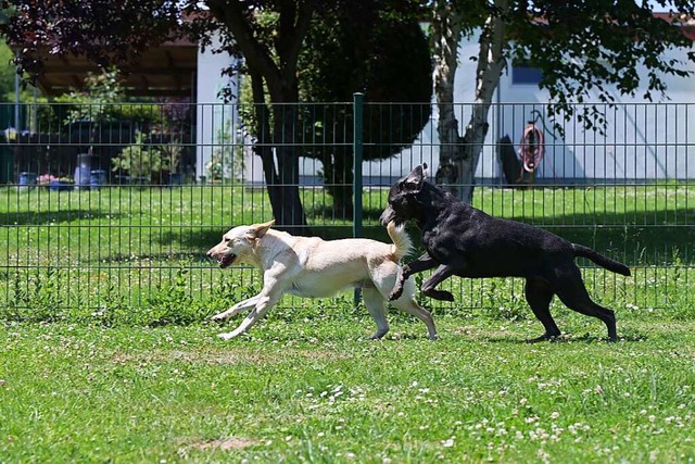 In Lahr hat der Gemeinderat die Einrichtung einer Hundewiese abgelehnt  | Foto: Sebastian Gollnow (dpa)