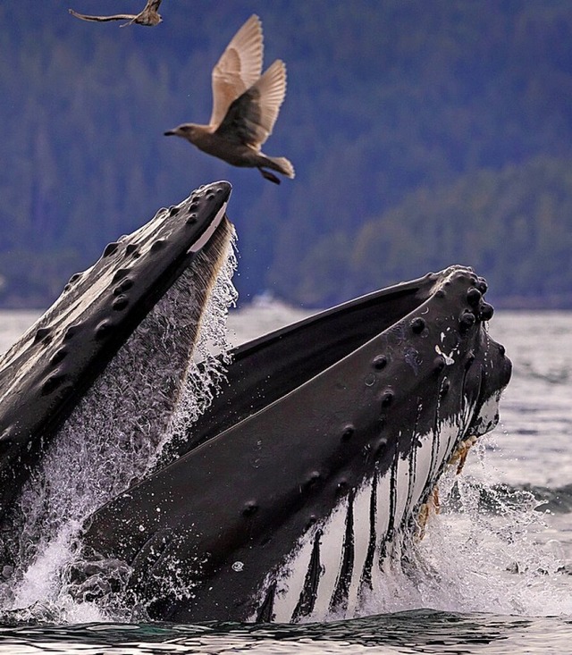 Buckelwale sind geschtzt.  | Foto: Rolf Hicker via www.imago-images.de