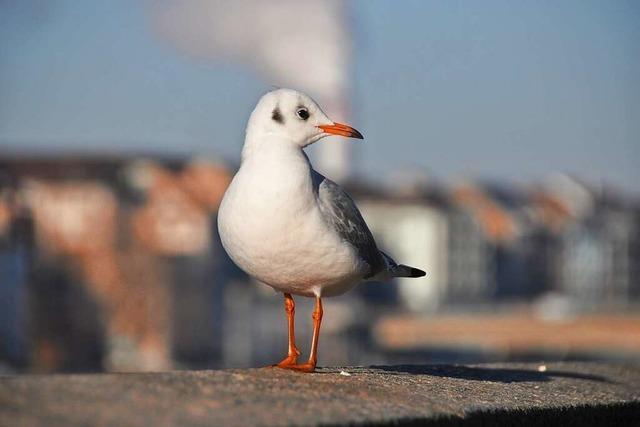 Vogelgrippe-Flle: Lrracher Amtstierrztin mahnt bei Wildvgeln zu Wachsamkeit