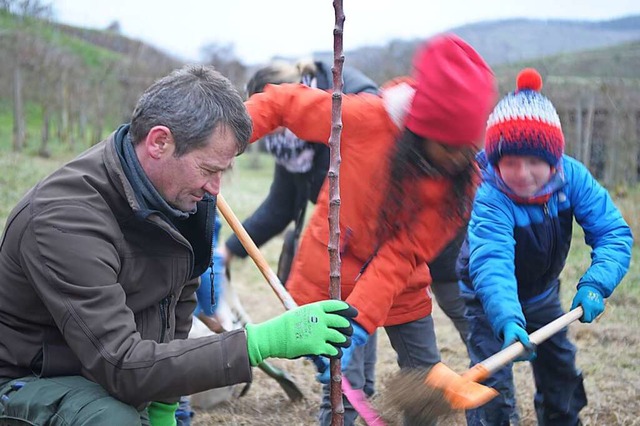 Der Leiter des Vogtsburger Servicebetr...r Baum fachgerecht in den Boden kommt.  | Foto: Reinhold John