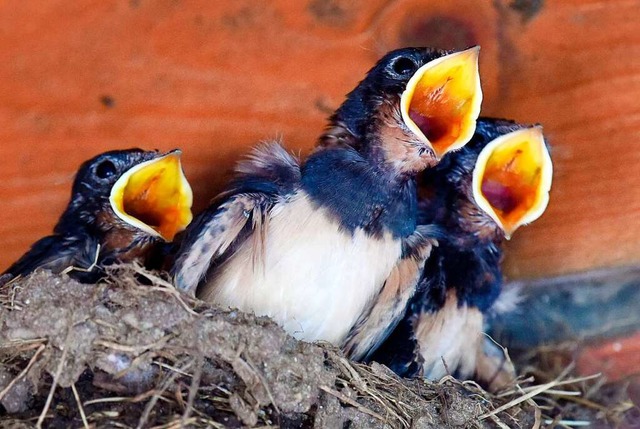 Junge Schwalben im Nest  | Foto: Rainer Jensen
