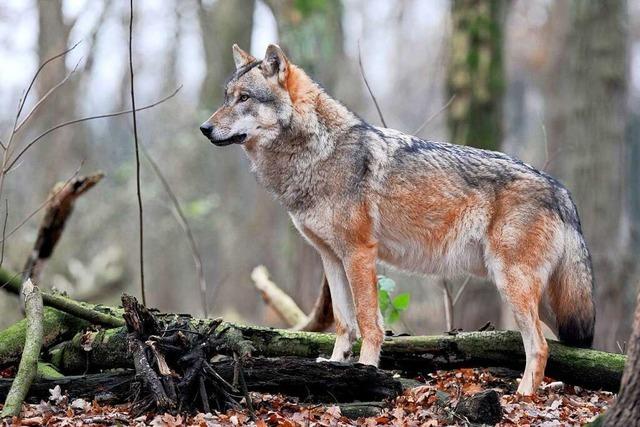 BZ-Talk: Was bedeutet die erste Wölfin für den Schwarzwald?