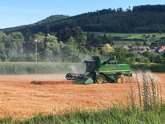 Ein Mhdrescher bei der Arbeit im sdlichen Markgrflerland  | Foto: Jutta Schtz