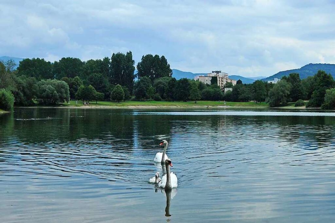 Ein im Dietenbachsee gefundener Schwan...an Geflgelpest gestorben. Symbolbild.  | Foto: Michael Bamberger