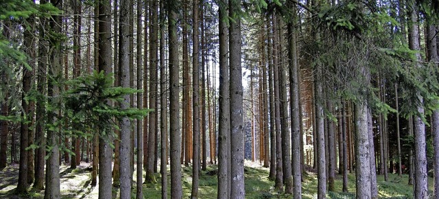 Die Gemeinde hlingen-Birkendorf mcht...rf hat knapp 1000 Hektar Gemeindewald.  | Foto: suedkurier