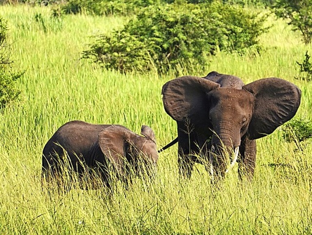 Elefanten im hohen Gras  | Foto: Fabian Sickenberger