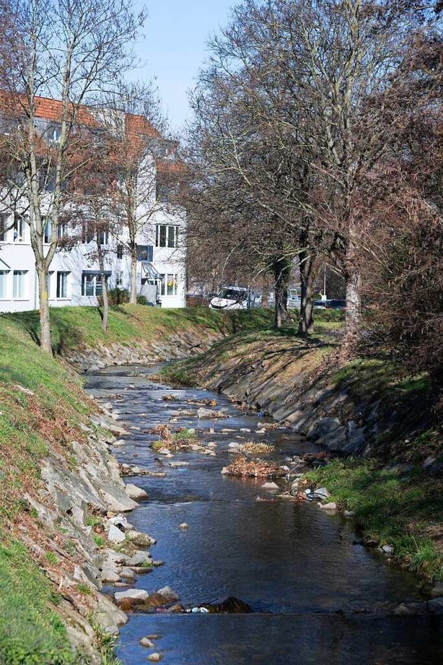 Viele Bume auf der Dammanlage der Hg...beiten nicht um ein Jahr zu verzgern.  | Foto: Volker Mnch