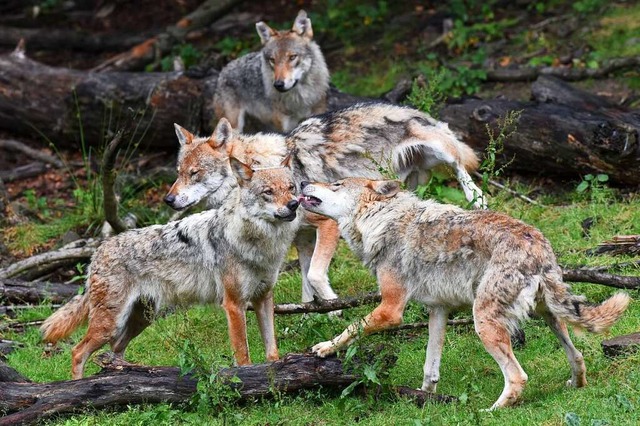 Wolfsrudel im Schwarzwald werden immer wahrscheinlicher.  | Foto: Uwe Zucchi