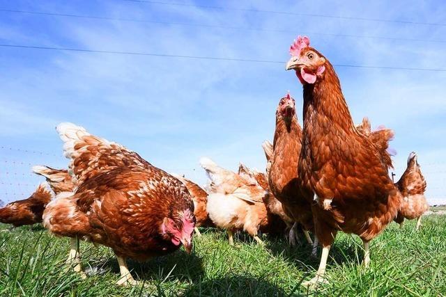 Vogelgrippe im Kreis Lrrach: Noch drfen Stall-Eier im Kreis Lrrach Freilandeier heien