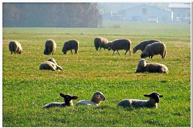 Schafe nehmen ein Sonnenbad im Dreisamtal