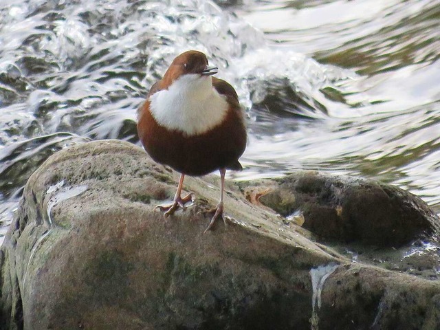 Wasseramsel.  | Foto: Uwe Honecker