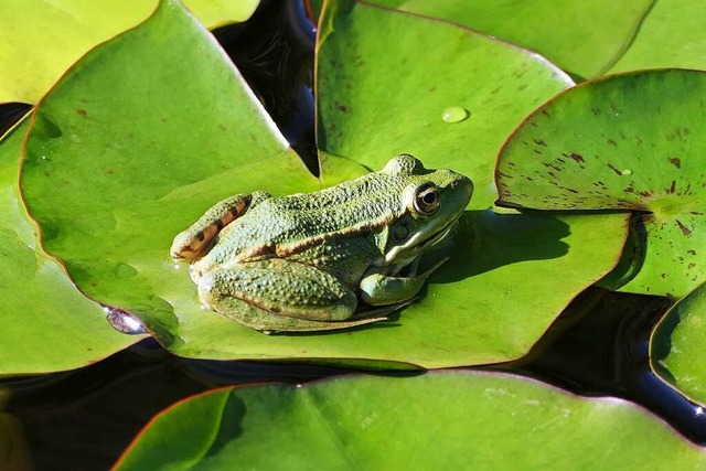 Frosch im Botanischen Garten in Herdern  | Foto: Stefanie Pietsch