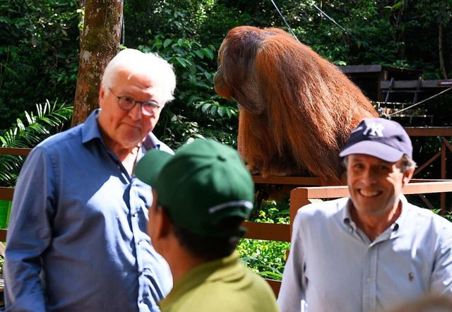 Bundesprsident Frank-Walter Steinmeie...tre an einem groen Orang-Utan vorbei.  | Foto: Bernd von Jutrczenka (dpa)