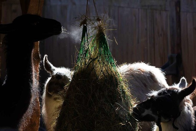 Die Chefin ist tot: Die drei brigen Lama-Stuten fressen in ihrem Gehege.  | Foto: Patrik Mller