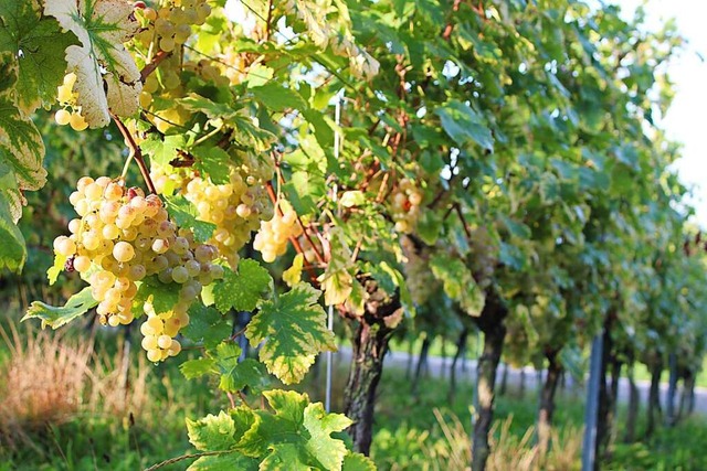 Den koscheren Riesling gibt es voraussichtlich ab April zu kaufen. (Symbolbild)  | Foto: Victoria Langelott