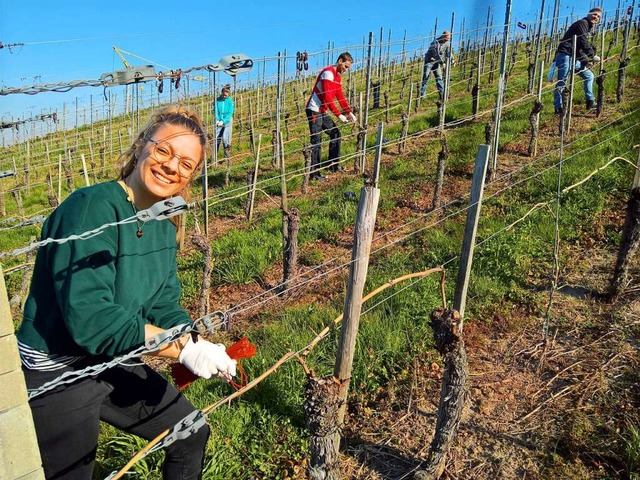 In Pheromongemeinschaften bringen die Winzer die Ampullen in die Rebanlagen  | Foto: Winfried Kninger