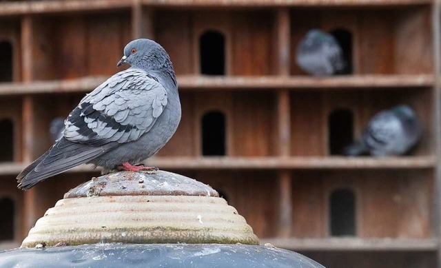Der Vermehrung der Tauben knne man mi...ntgegenwirken, sagt Christian Schejka.  | Foto: Sebastian Gollnow
