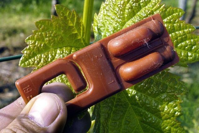 Bürokratie bedroht Insektenschutz im Ortenauer Weinbau