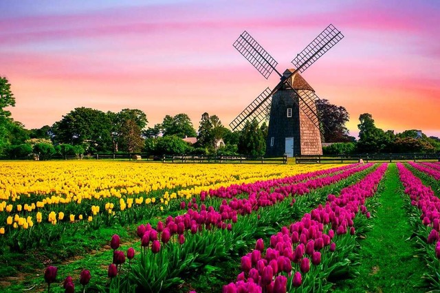 Das Tulpenmeer ist ein Genuss frs Auge.  | Foto: Preecha Buathong (shutterstock.com)