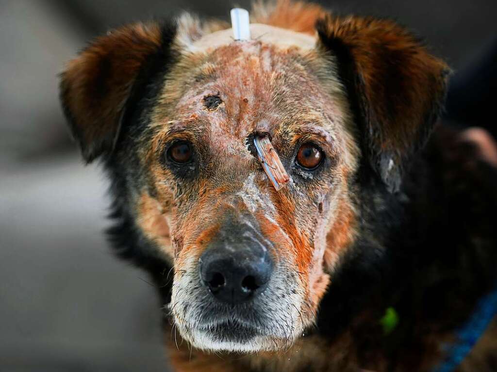 Ein verletzter Hund im Zentrum der ADA-Stiftung in Przemysl im Sdosten Polens.