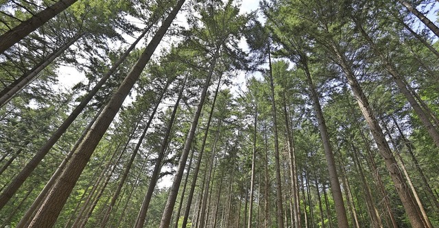 Der Schuttertaler Wald hat ein gutes Ergebnis eingebracht.  | Foto: Christoph Breithaupt